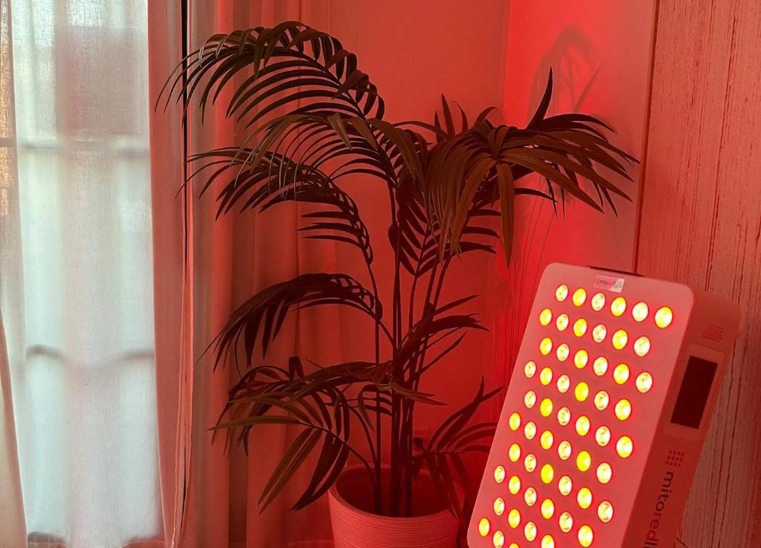 Luxury Wellness Retreat With Sauna And Cold Plunge Tampa Villa